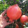 Granátové jablko (Punica granatum) KAZAKE