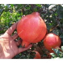 Granatapfel (Punica granatum)  KAZAKE
