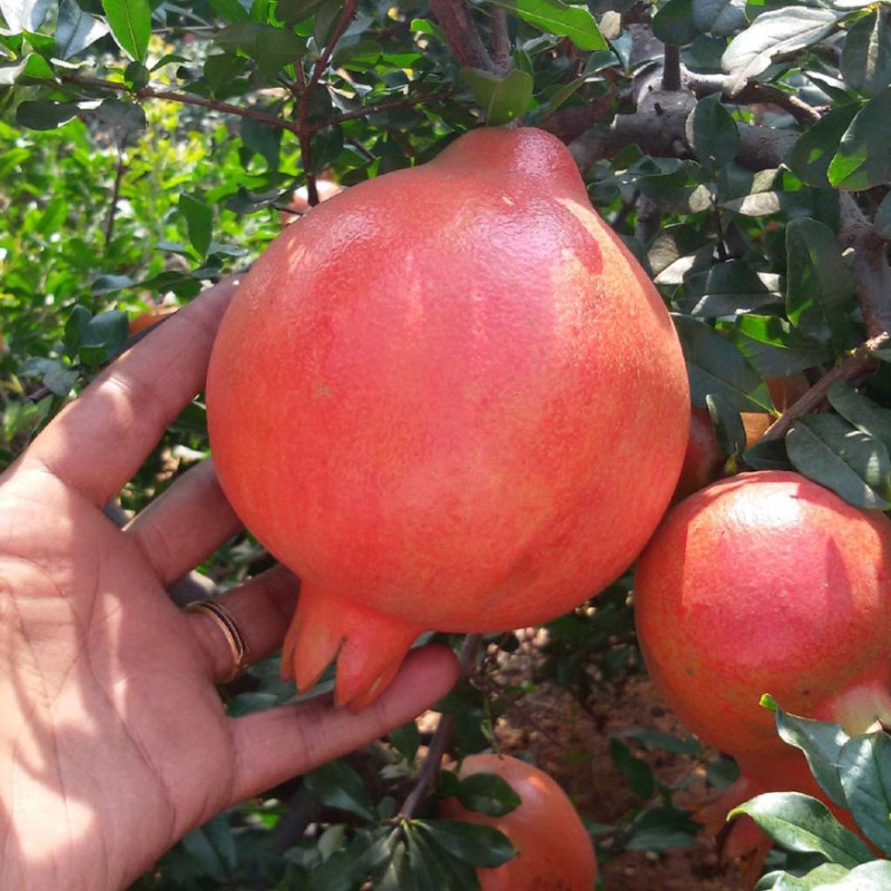 Granátové jablko (Punica granatum) KAZAKE