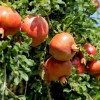 Granátové jablko (Punica granatum) KAZAKE