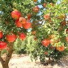 Granátové jablko (Punica granatum) KAZAKE