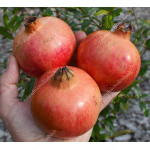 Granatapfel (Punica granatum) MOLLAR DE ELCHE 