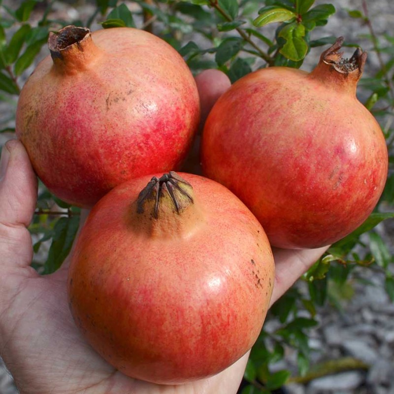 Granátové jablko (Punica granatum) MOLLAR DE ELCHE