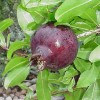 Granátové jablko (Punica granatum) NIKITSKIJ ČERNYJ