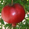 Granátové jablko (Punica granatum) NIKITSKIJ RANNIJ