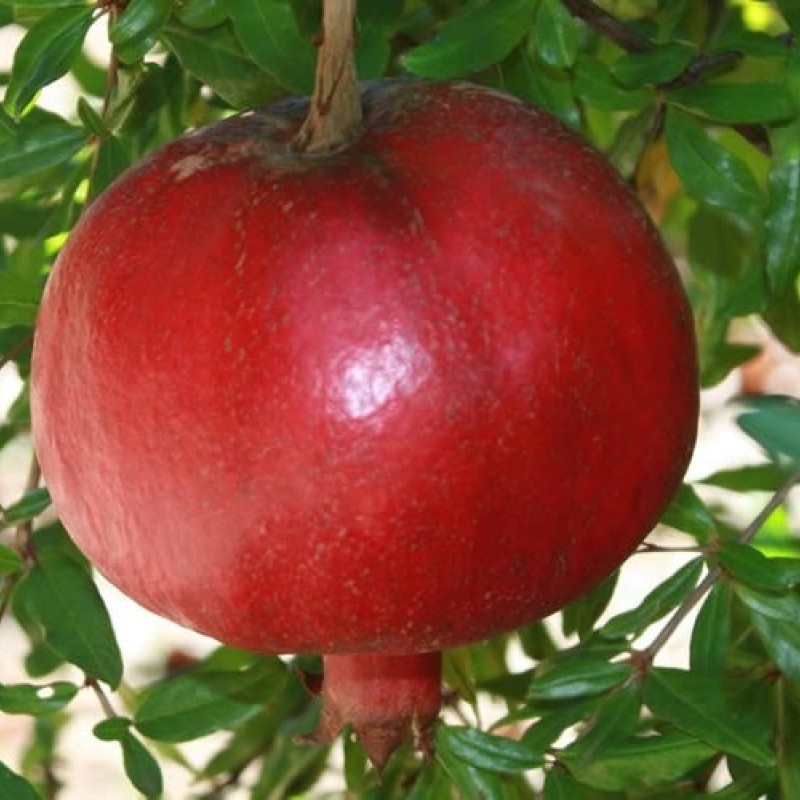 Granátové jablko (Punica granatum) NIKITSKIJ RANNIJ