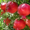 Granátové jablko (Punica granatum) PARFIANKA