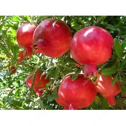 Granátové jablko (Punica granatum) PARFIANKA 
