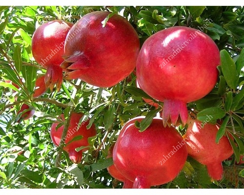Granátové jablko (Punica granatum) PARFIANKA 