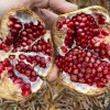 Granátové jablko (Punica granatum) PROVENCE