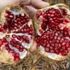 Granatapfel (Punica granatum) PROVENCE