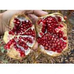 Pomegranate (Punica granatum) PROVENCE 