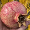 Granátové jablko (Punica granatum) RUSSIAN #26