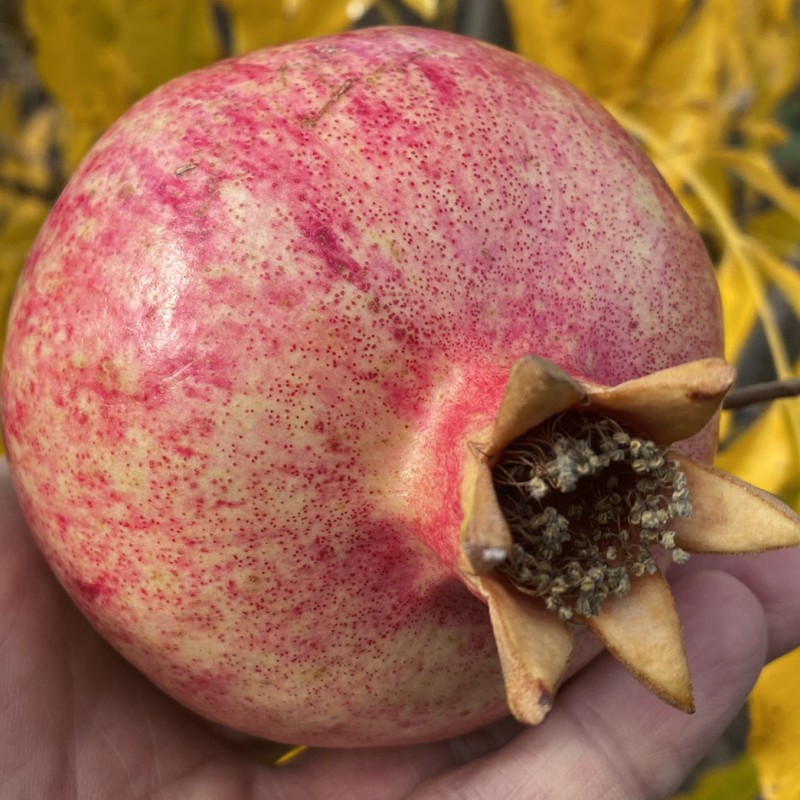 Granátové jablko (Punica granatum) RUSSIAN #26