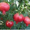 Granátové jablko (Punica granatum) VELES