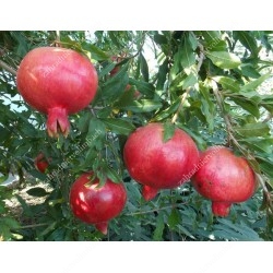 Pomegranate (Punica granatum) VELES