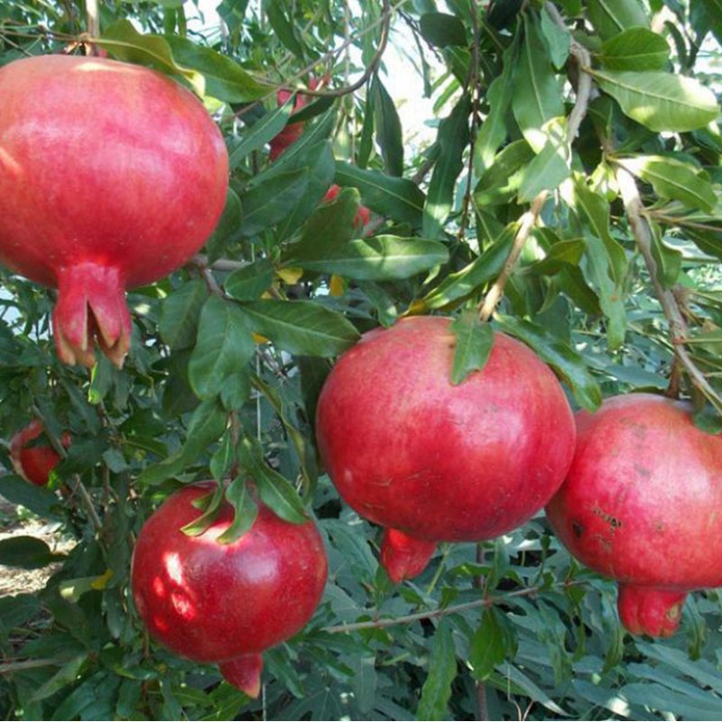 Granátové jablko (Punica granatum) VELES
