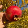 Granatapfel (Punica granatum) WONDERFUL