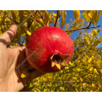 Pomegranate (Punica granatum) WONDERFUL