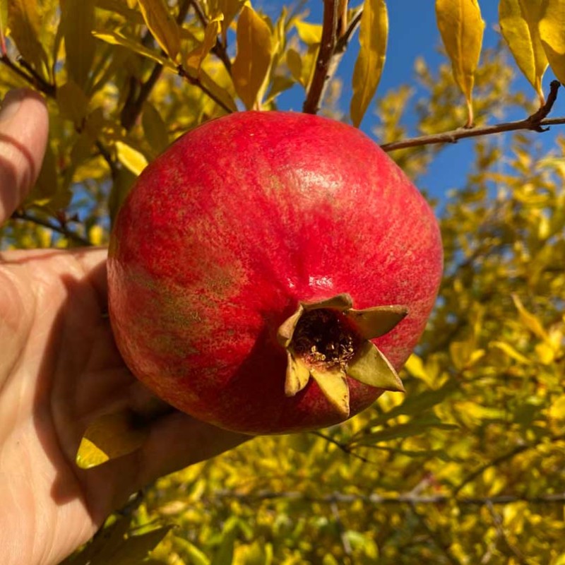 Granatapfel (Punica granatum) WONDERFUL