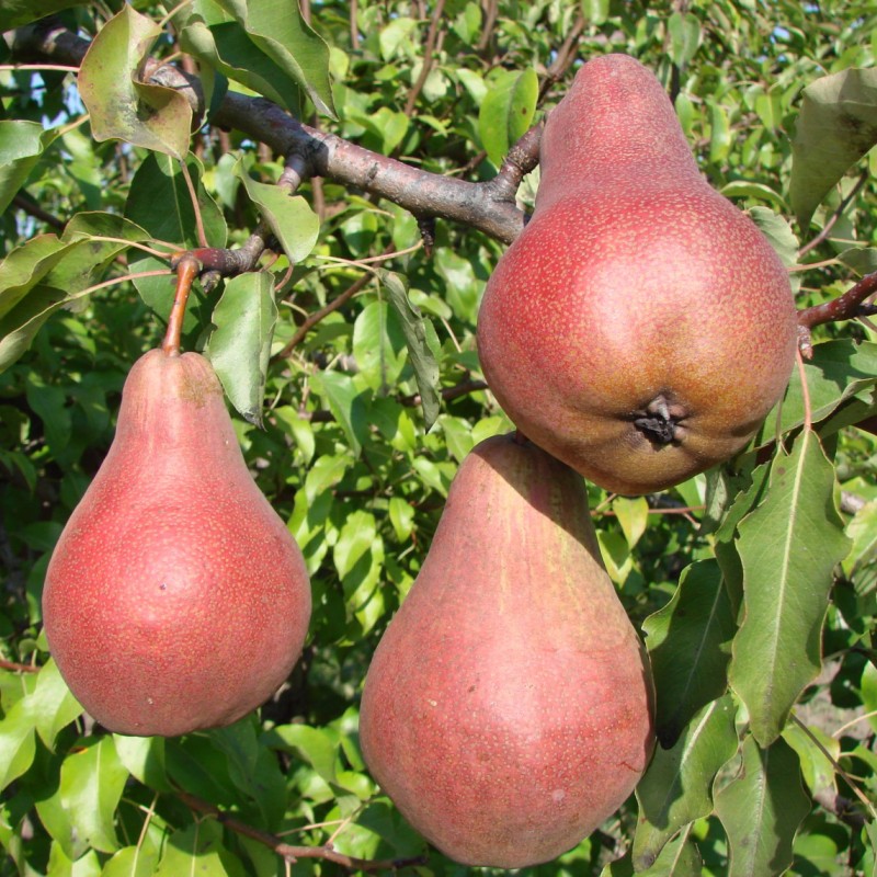 Hruška (Pyrus communis) BERE BOGMATKO