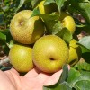 Nashi - Japonská hruška (Pyrus pyrifolia) CHOJURO
