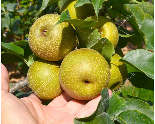 Apple Pear CHOJURO
