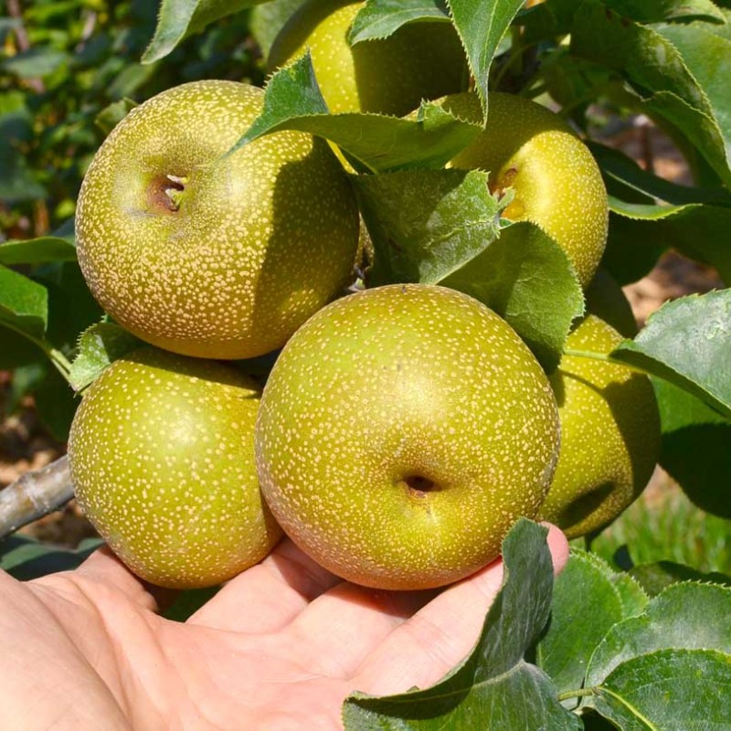 Nashi - Japonská hruška (Pyrus pyrifolia) CHOJURO