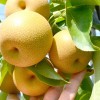 Nashi - Japonská hruška (Pyrus pyrifolia) CHOJURO