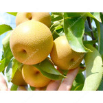Apple Pear CHOJURO