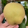 Nashi - ázijská hruška (Pyrus pyrifolia) CHUHWANG