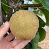 Nashi - ázijská hruška (Pyrus pyrifolia) CHUHWANG