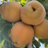 Nashi - ázijská hruška (Pyrus pyrifolia) CHUHWANG