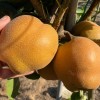 Nashi - ázijská hruška (Pyrus pyrifolia) CHUHWANG