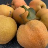 Nashi - ázijská hruška (Pyrus pyrifolia) CHUHWANG