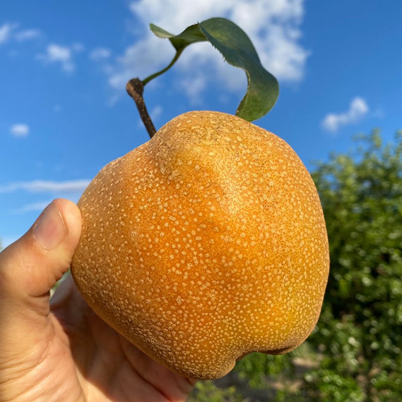 Nashi - ázijská hruška (Pyrus pyrifolia) CHUHWANG