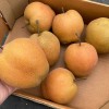 Nashi - ázijská hruška (Pyrus pyrifolia) CHUHWANG