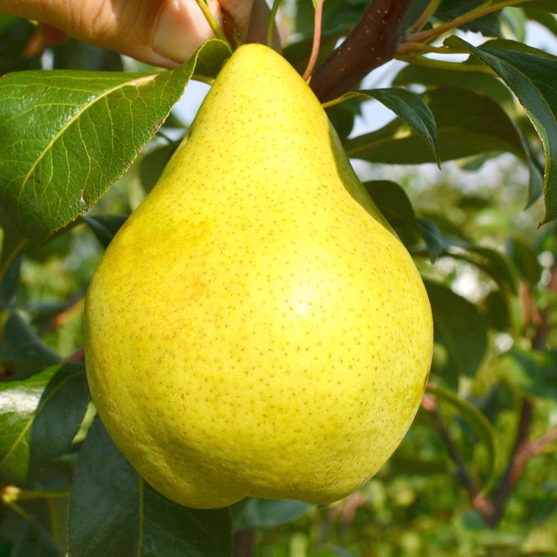 Säulenbirne (Pyrus communis) CONDO