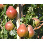 Pear (Pyrus communis) DECORA - Columnar Tree