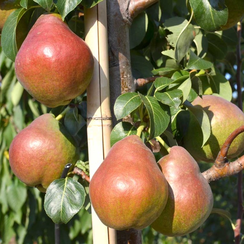 Hruška stĺpová (Pyrus communis) DECORA