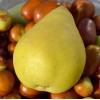 Pear (Pyrus communis) DESSERTNAJA