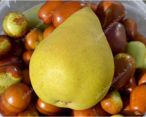 Pear (Pyrus communis) DESSERTNAJA