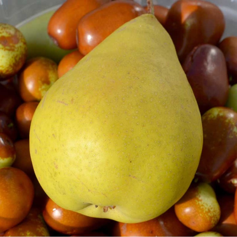 Pear (Pyrus communis) DESSERTNAJA