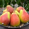 Hruška (Pyrus communis) DICOLOR