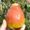 Hruška (Pyrus communis) DICOLOR