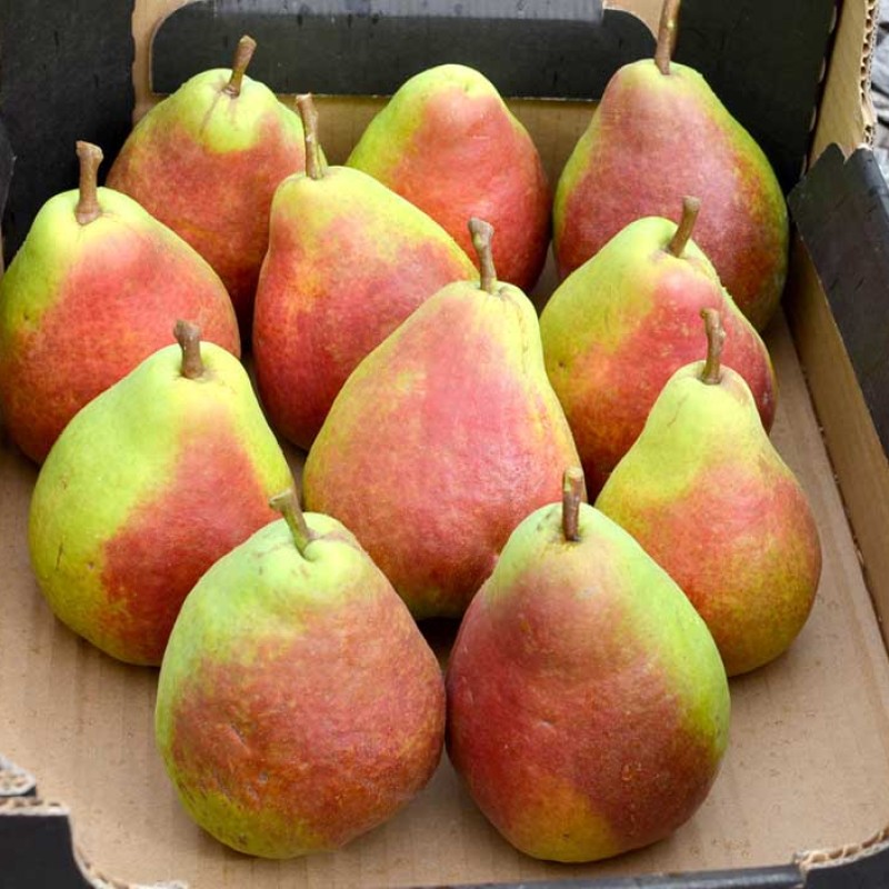 Hruška (Pyrus communis) DICOLOR