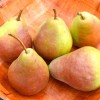 Hruška (Pyrus communis) SAXONIA™ GRÄFIN GEPA®