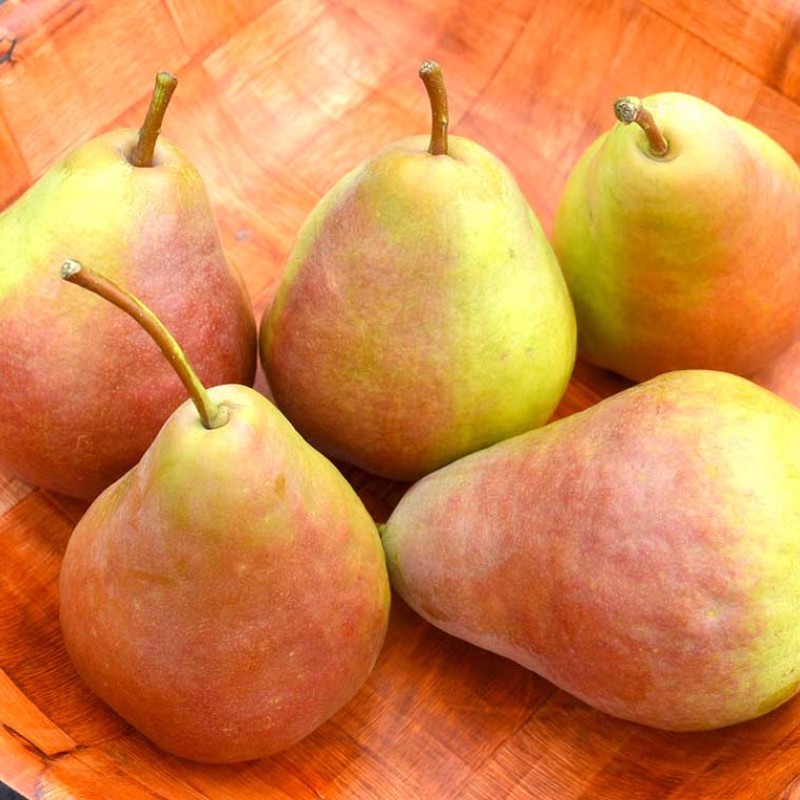Hruška (Pyrus communis) SAXONIA™ GRÄFIN GEPA®