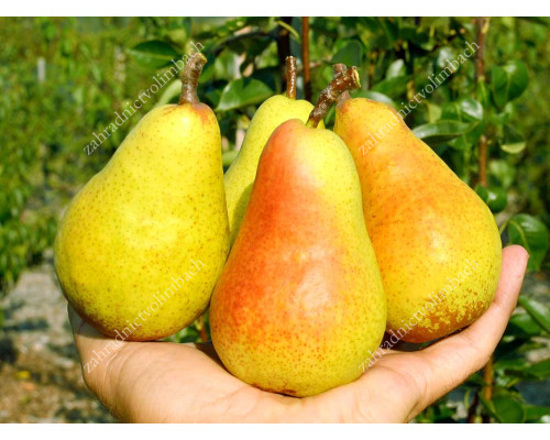 Pear HARROW SWEET®