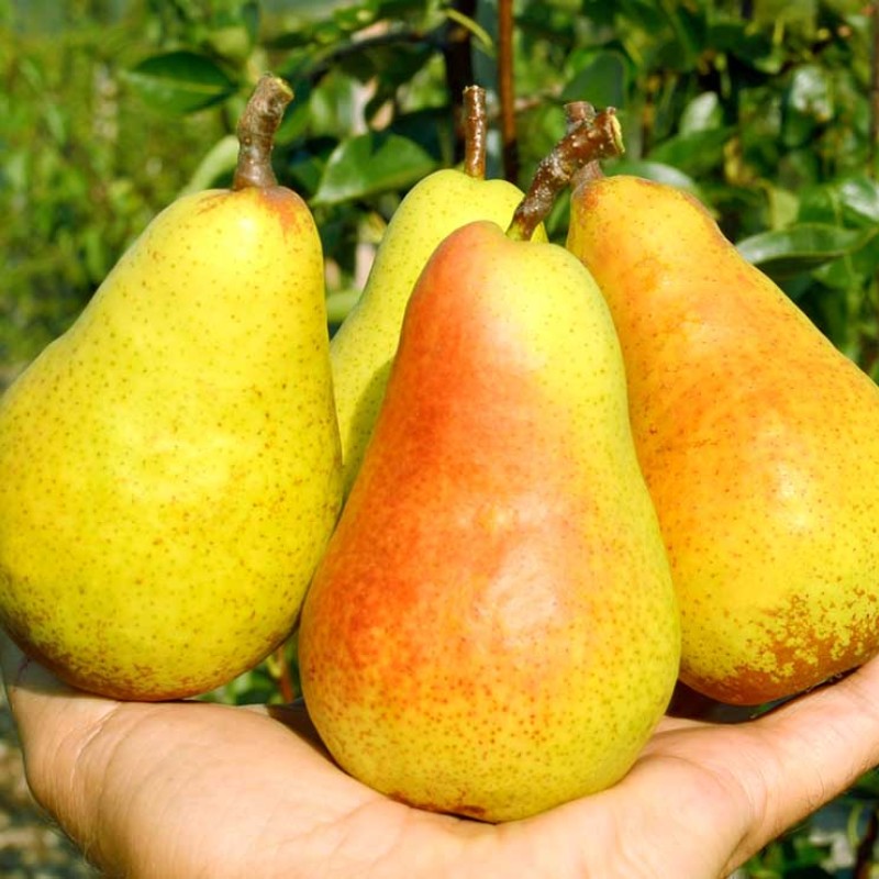 Hruška (Pyrus communis) HARROW SWEET®